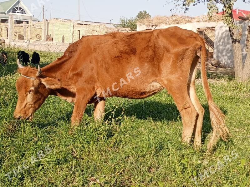 sygyr - Çärjew - img 2