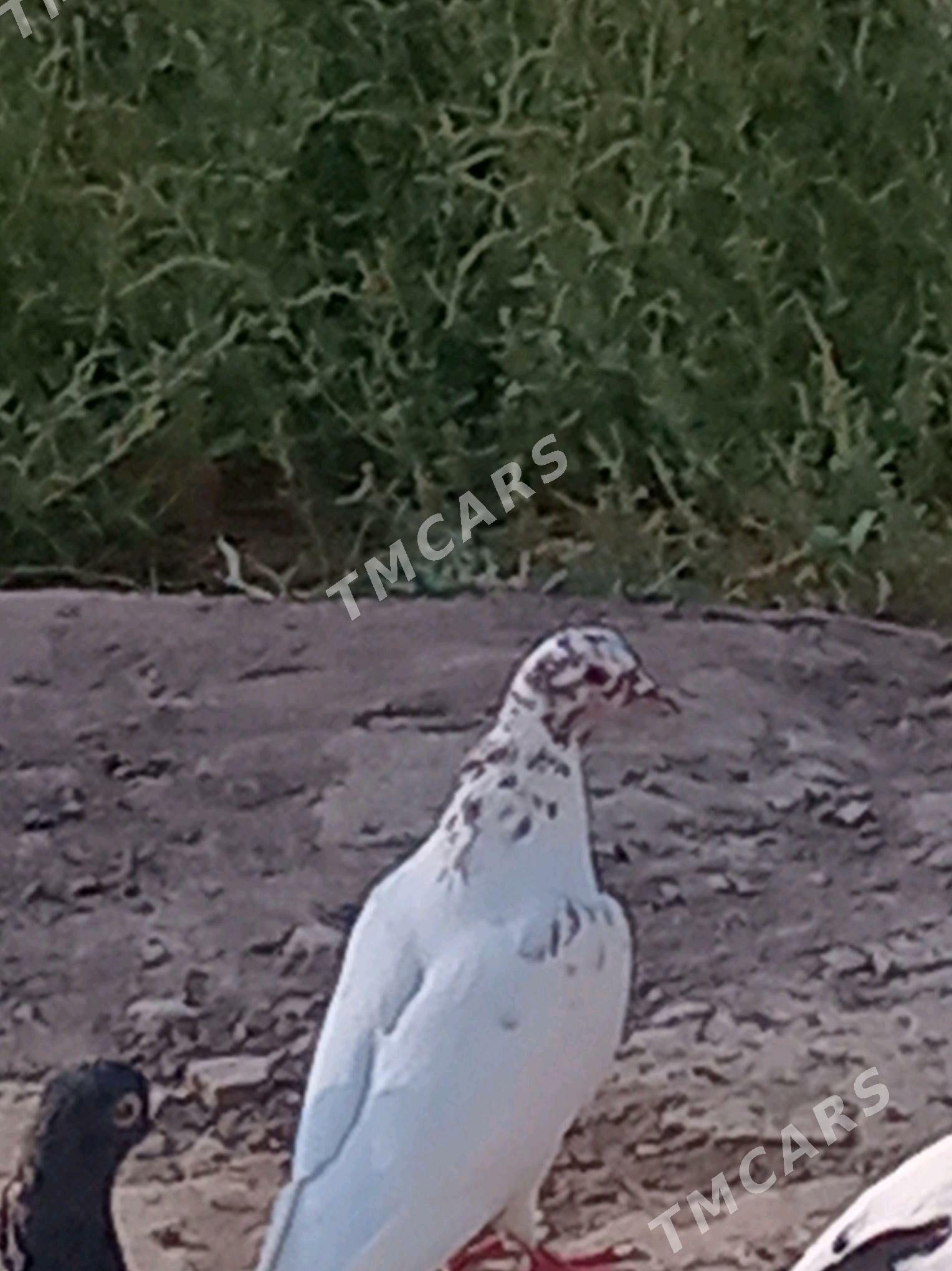 kepder - Türkmenabat - img 2
