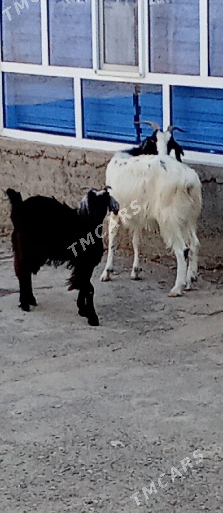 Geçi - Gyzylarbat - img 1