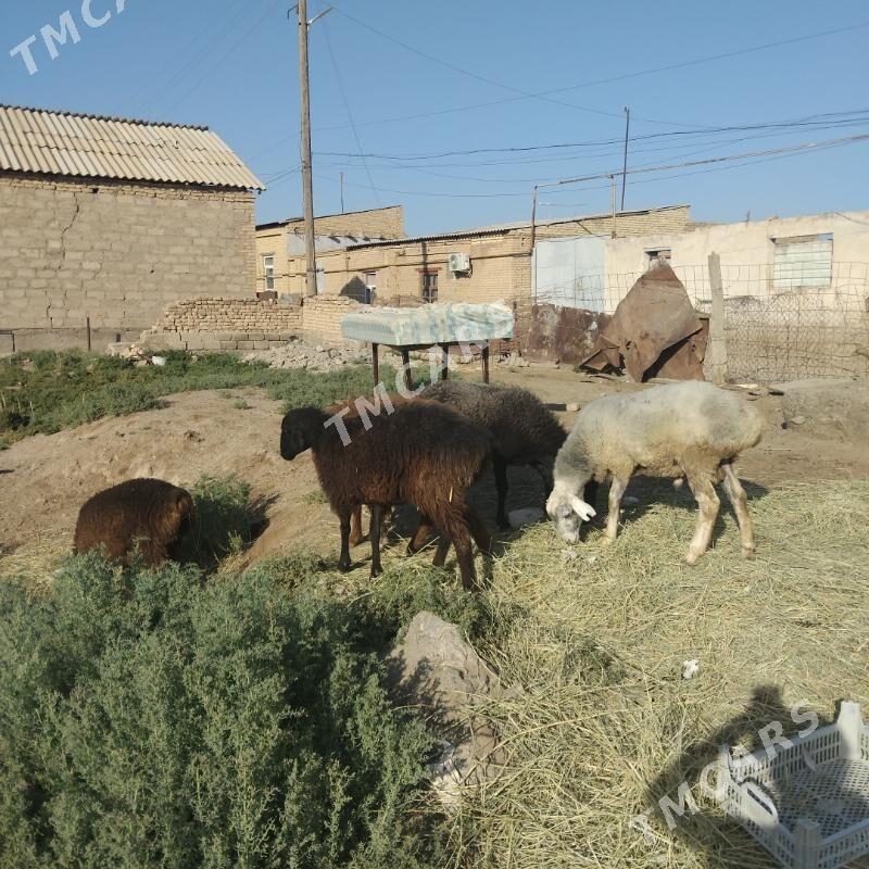Goyun - Türkmenabat - img 4