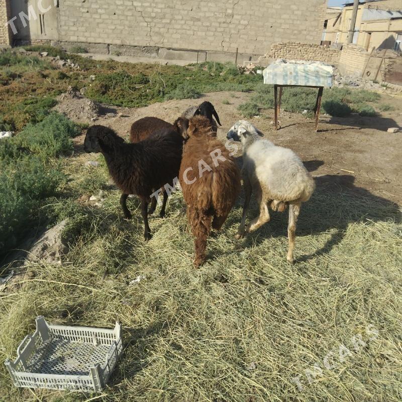 Goyun - Türkmenabat - img 3