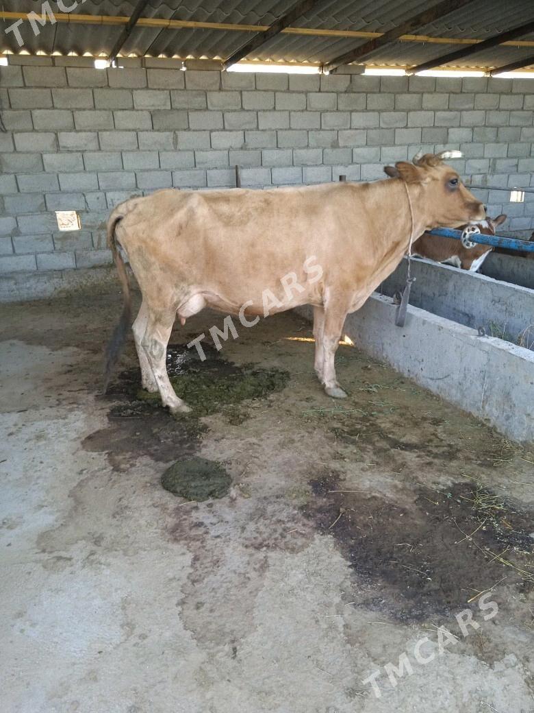 goleli sygyr - Babadaýhan - img 3