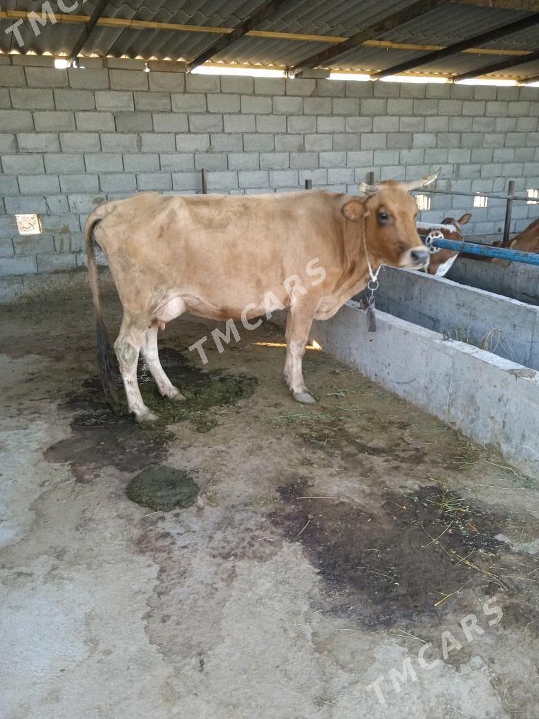 goleli sygyr - Babadaýhan - img 2