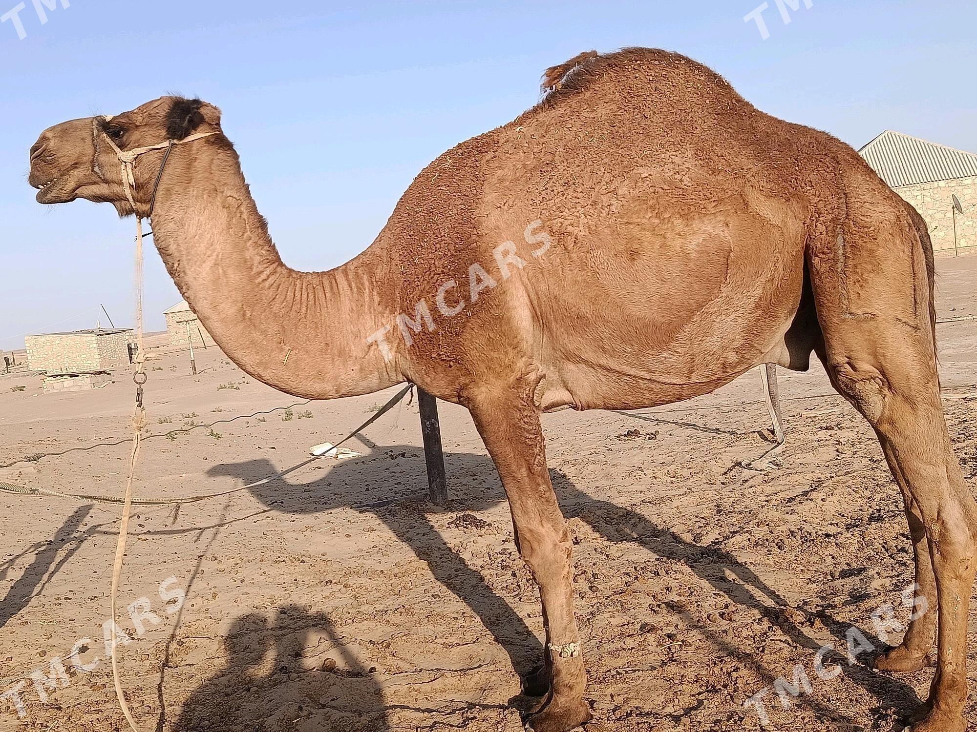 Erkek - Bereket - img 2