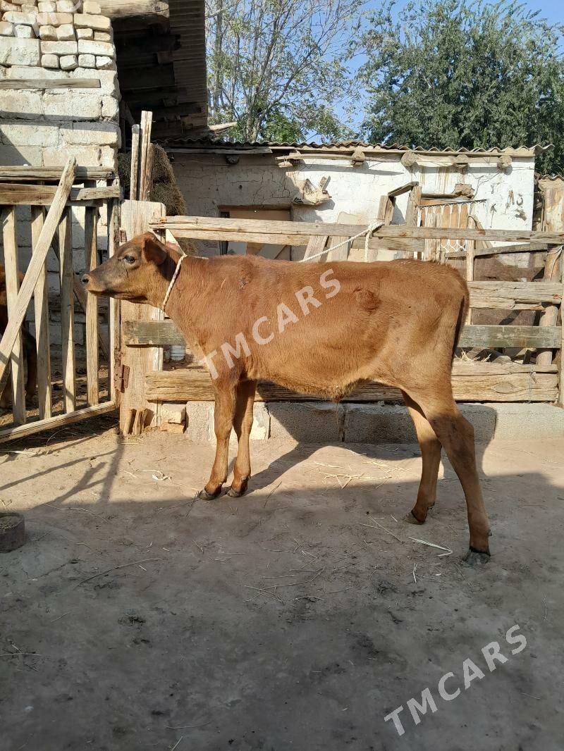0kuz - Köşi - img 2