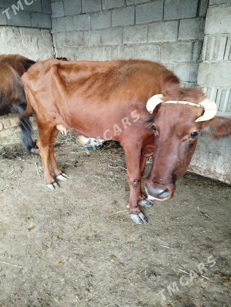gysyr sygyr - Garadamak Şor - img 1