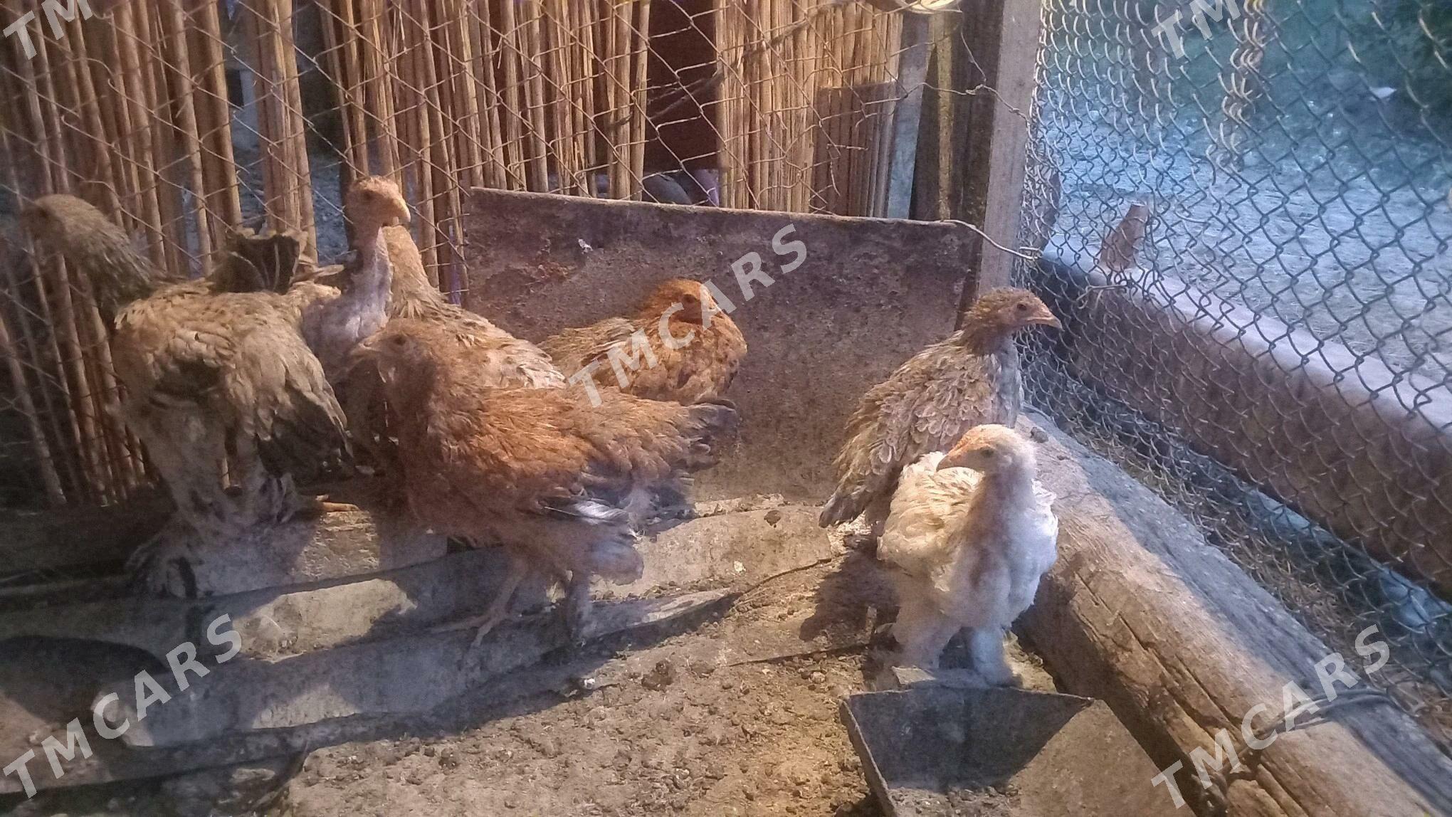 BALGAR JUJELER - Kaka - img 1