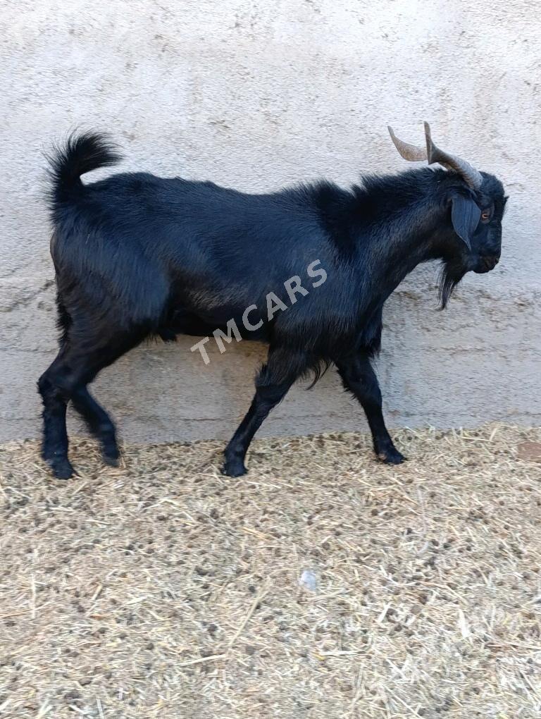 Teke mitis pakistan - Bagyr - img 2