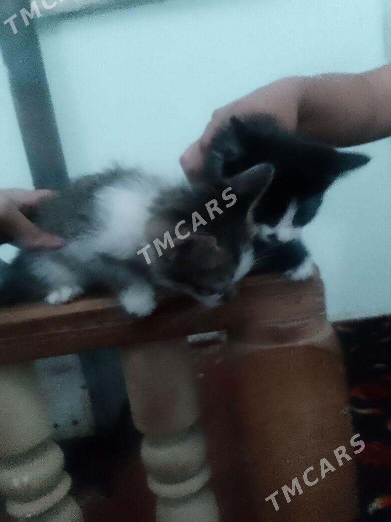 Pişik - Дашогуз - img 2