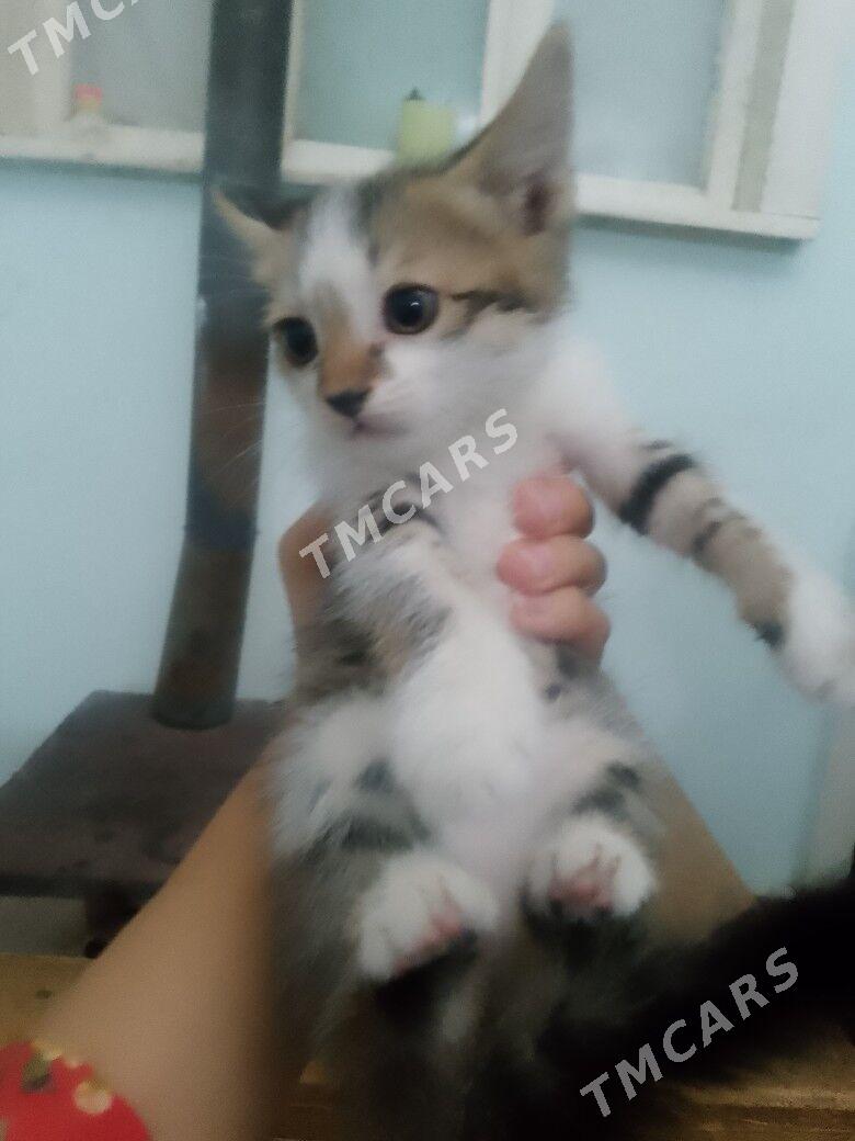 Pişik - Дашогуз - img 1