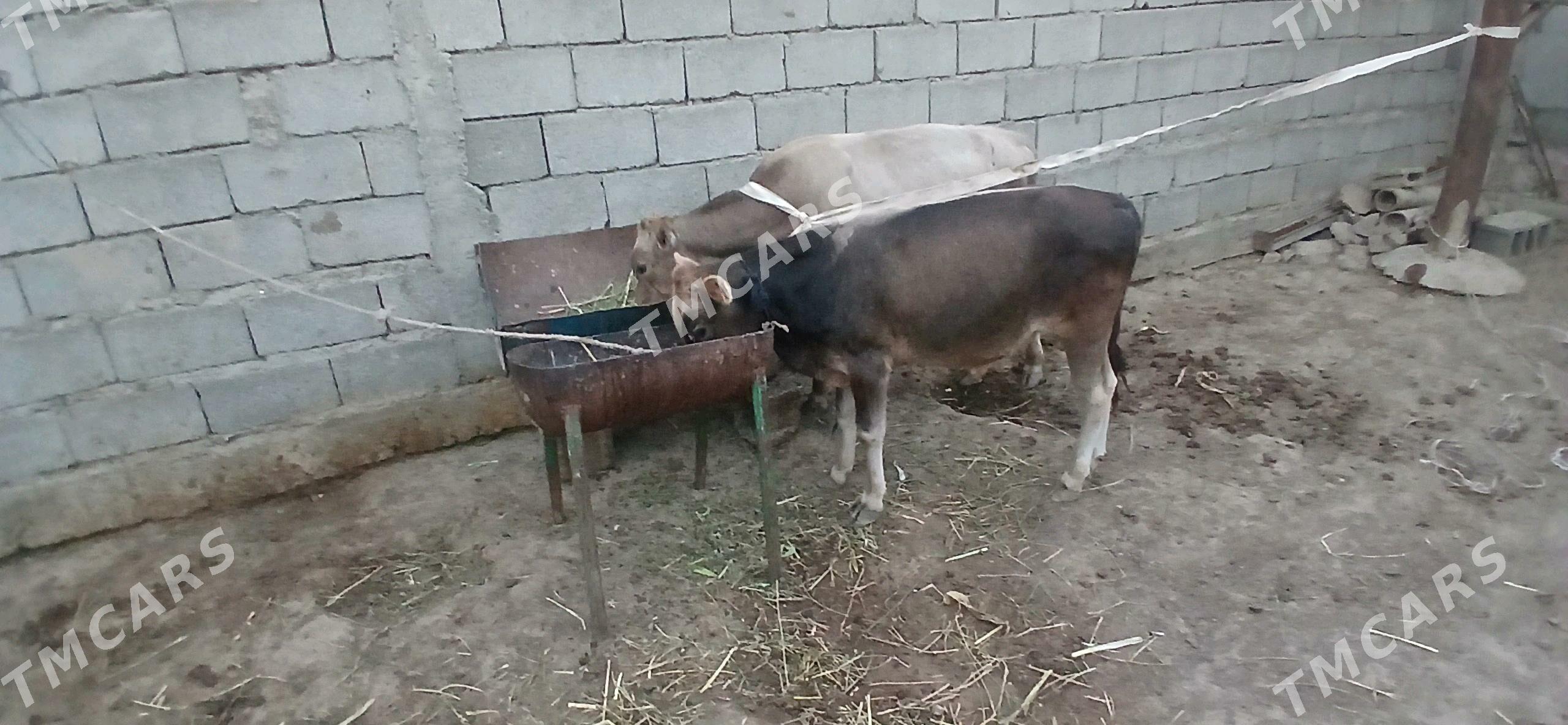 Okuzce 2sany - Бузмеин - img 3