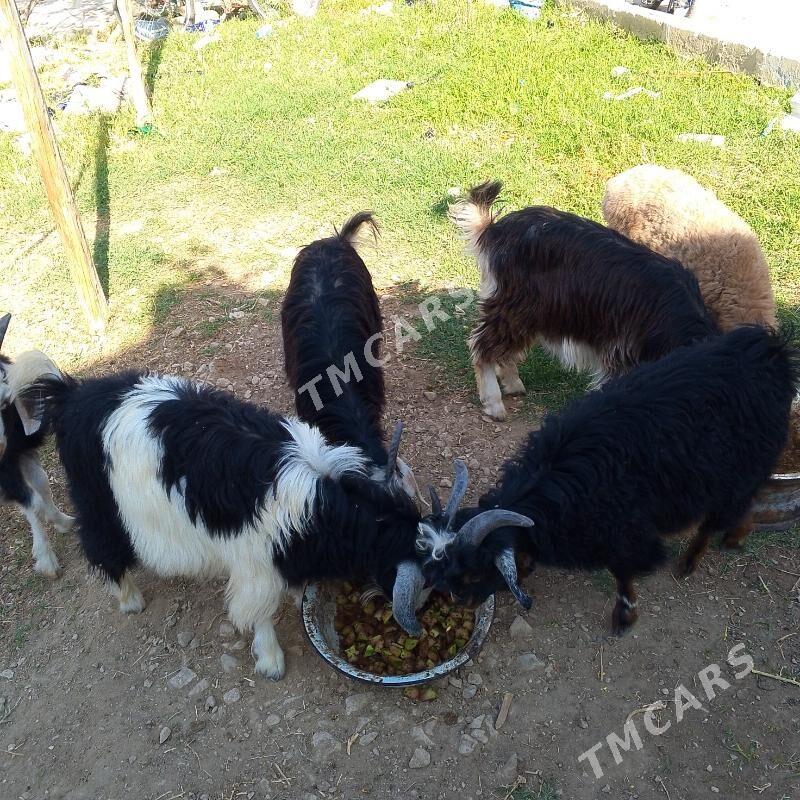 cewis we tokli - Balkanabat - img 2