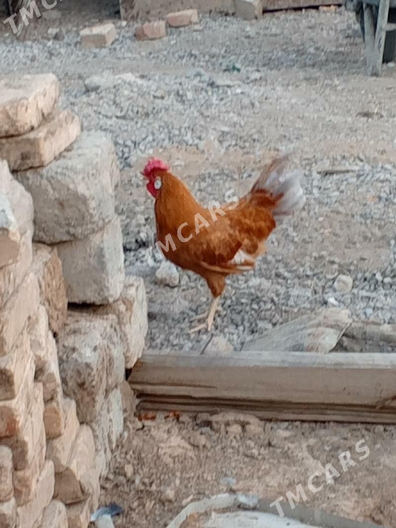 Horaz - Çoganly - img 1