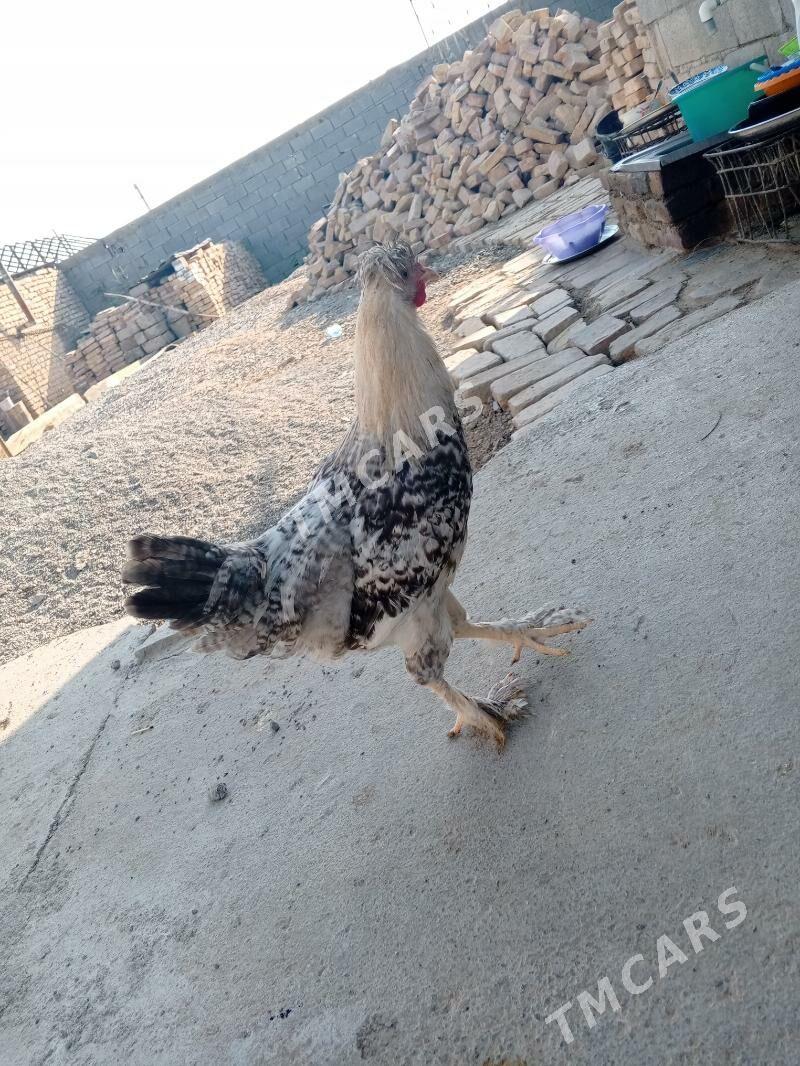 Horaz - Çoganly - img 1