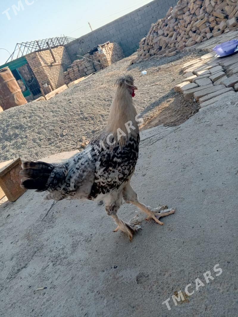 Horaz - Çoganly - img 2