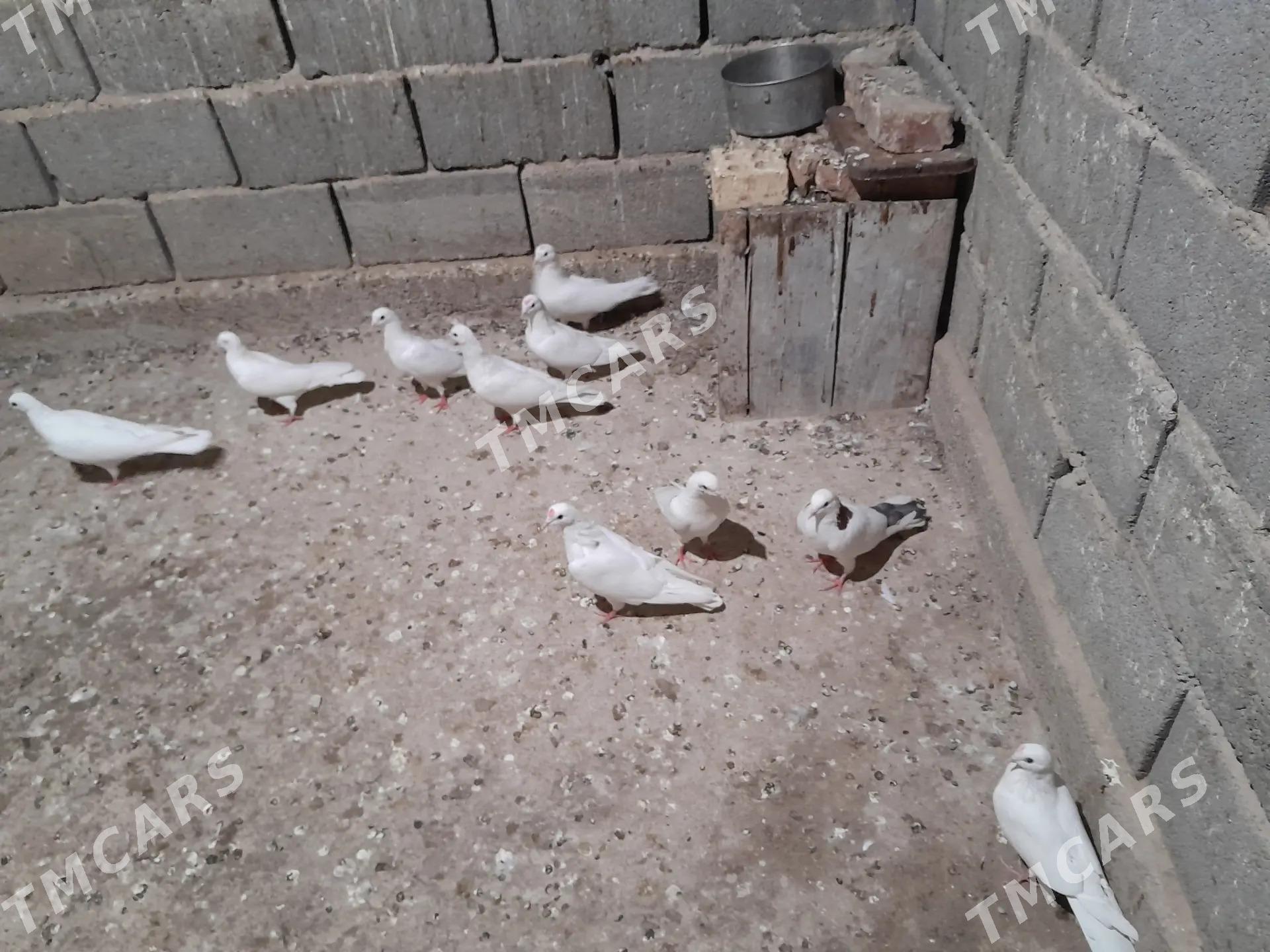 Satlyk kepderi - Gyzylarbat - img 2
