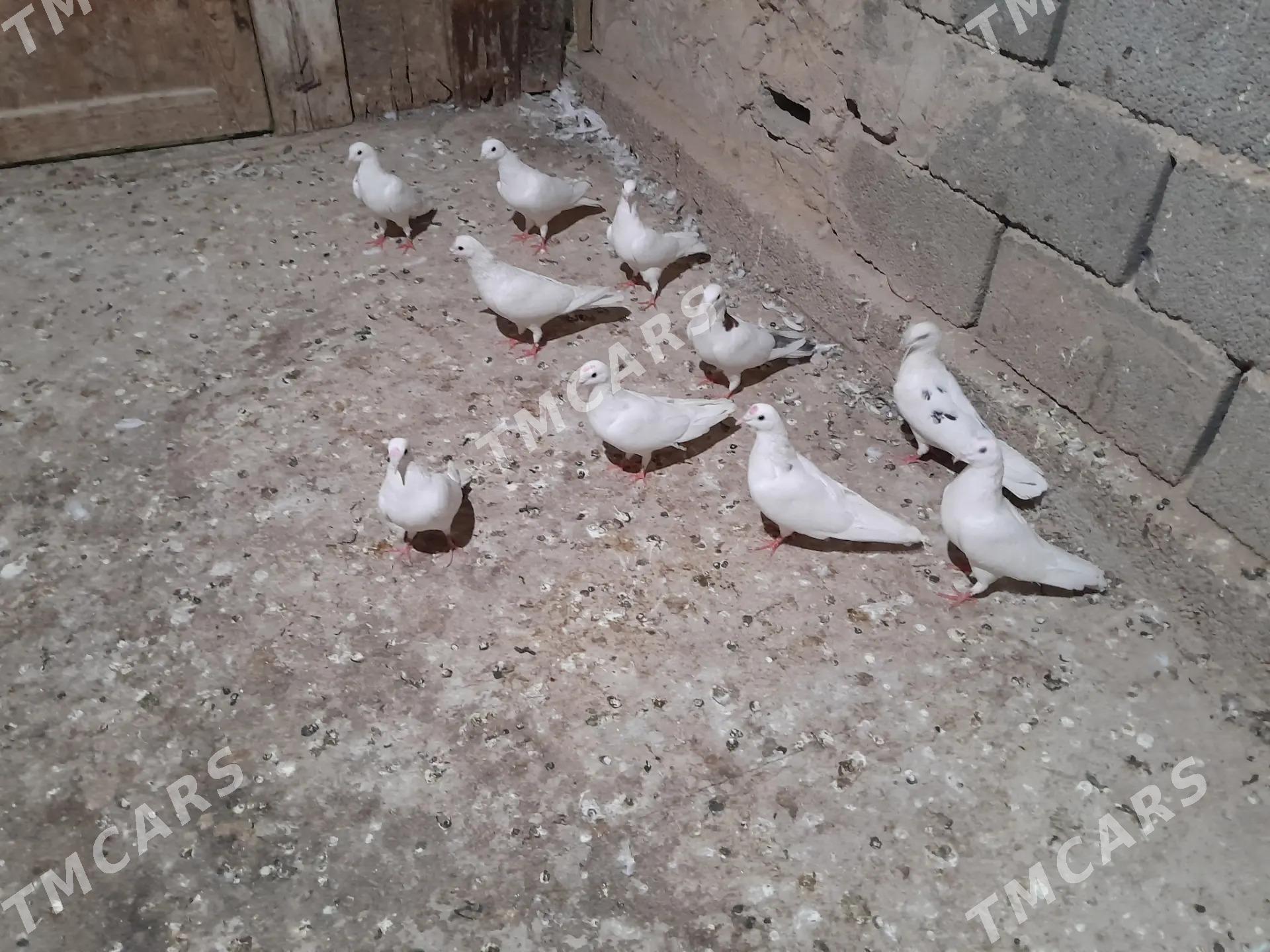 Satlyk kepderi - Gyzylarbat - img 4