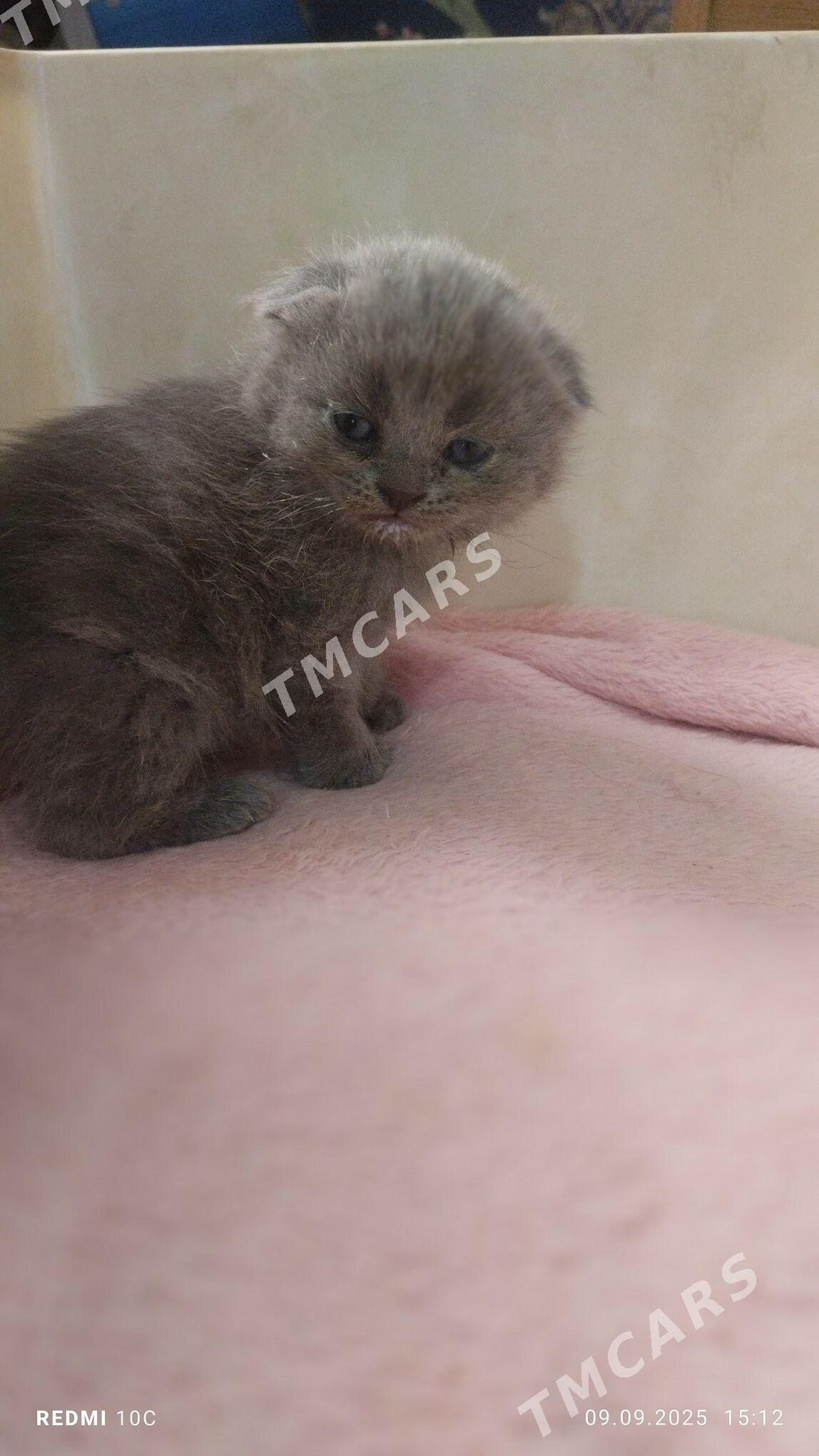 котенок - Mary - img 4
