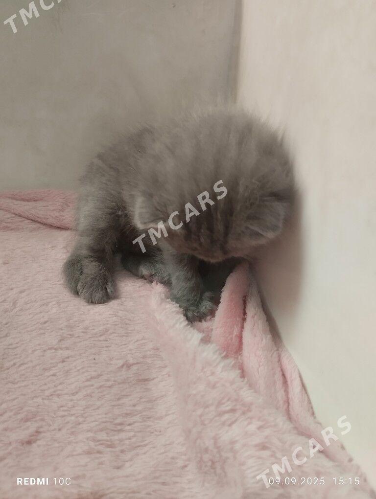 котенок - Mary - img 1