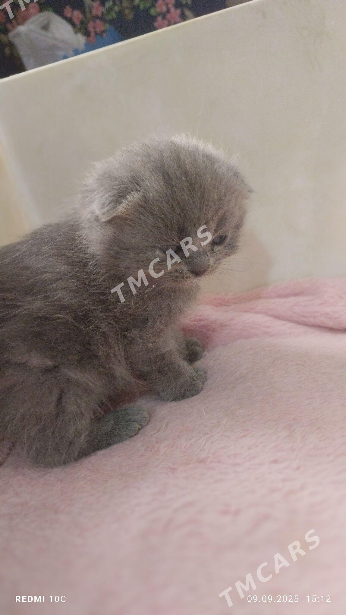 котенок - Mary - img 2
