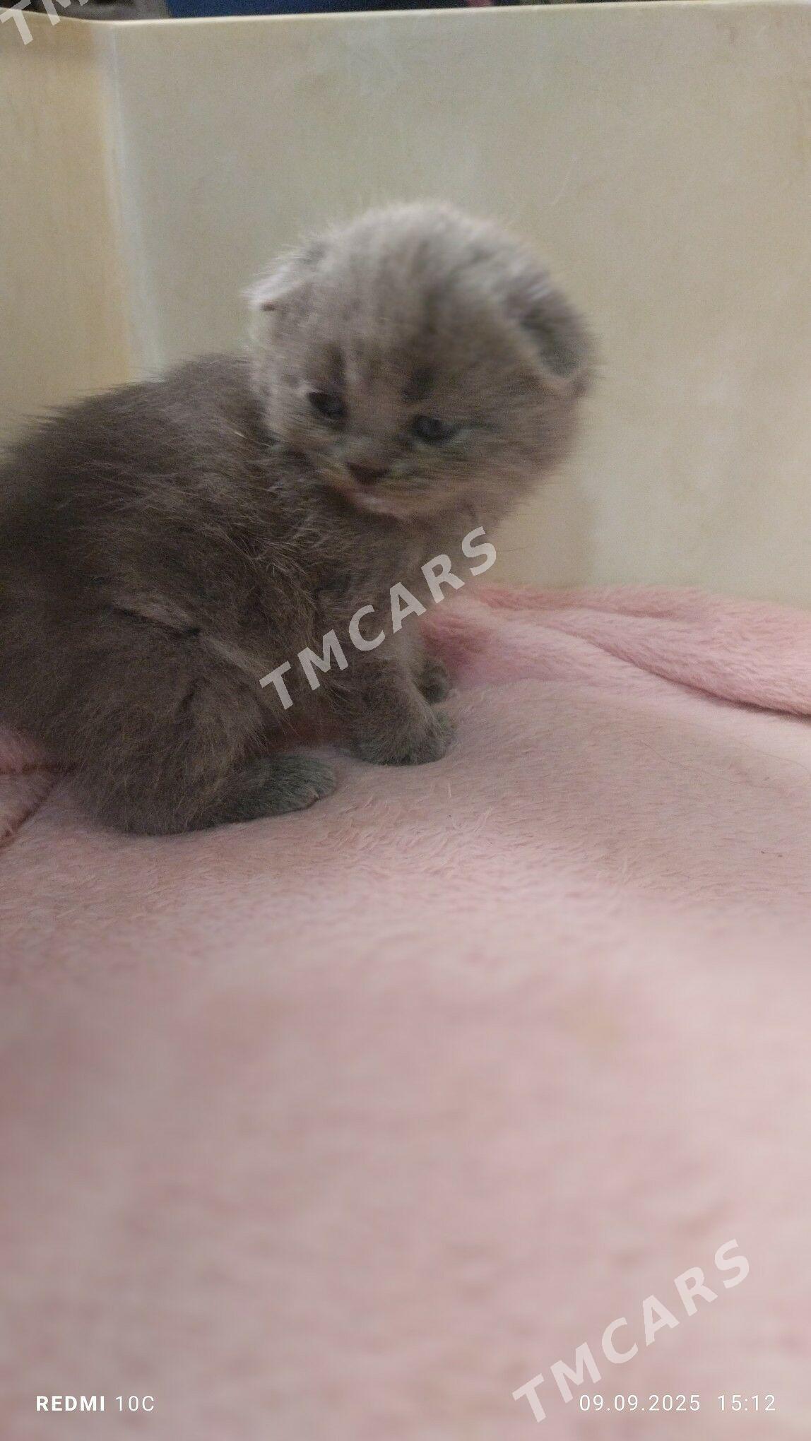 котенок - Mary - img 3