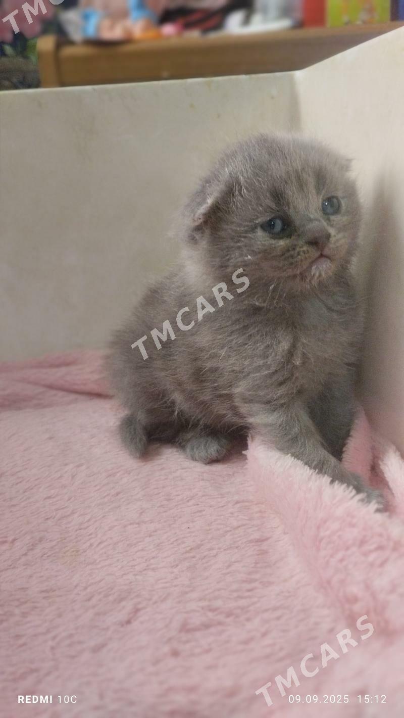 котенок - Mary - img 6