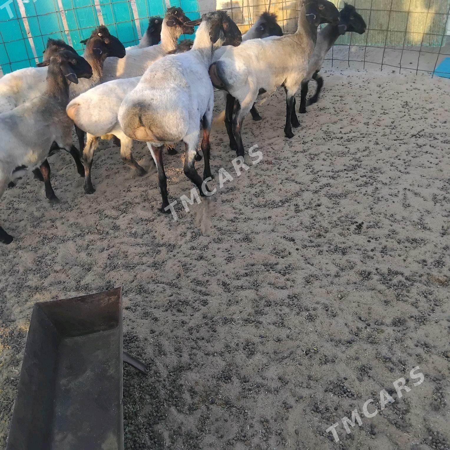goyun - Aşgabat - img 2