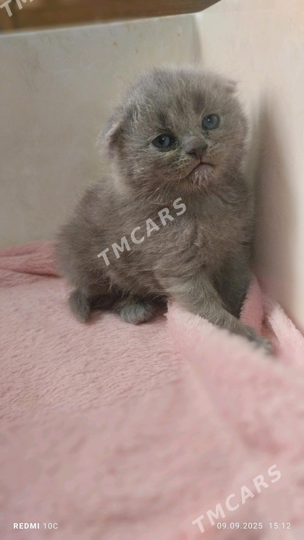 котенок - Mary - img 7
