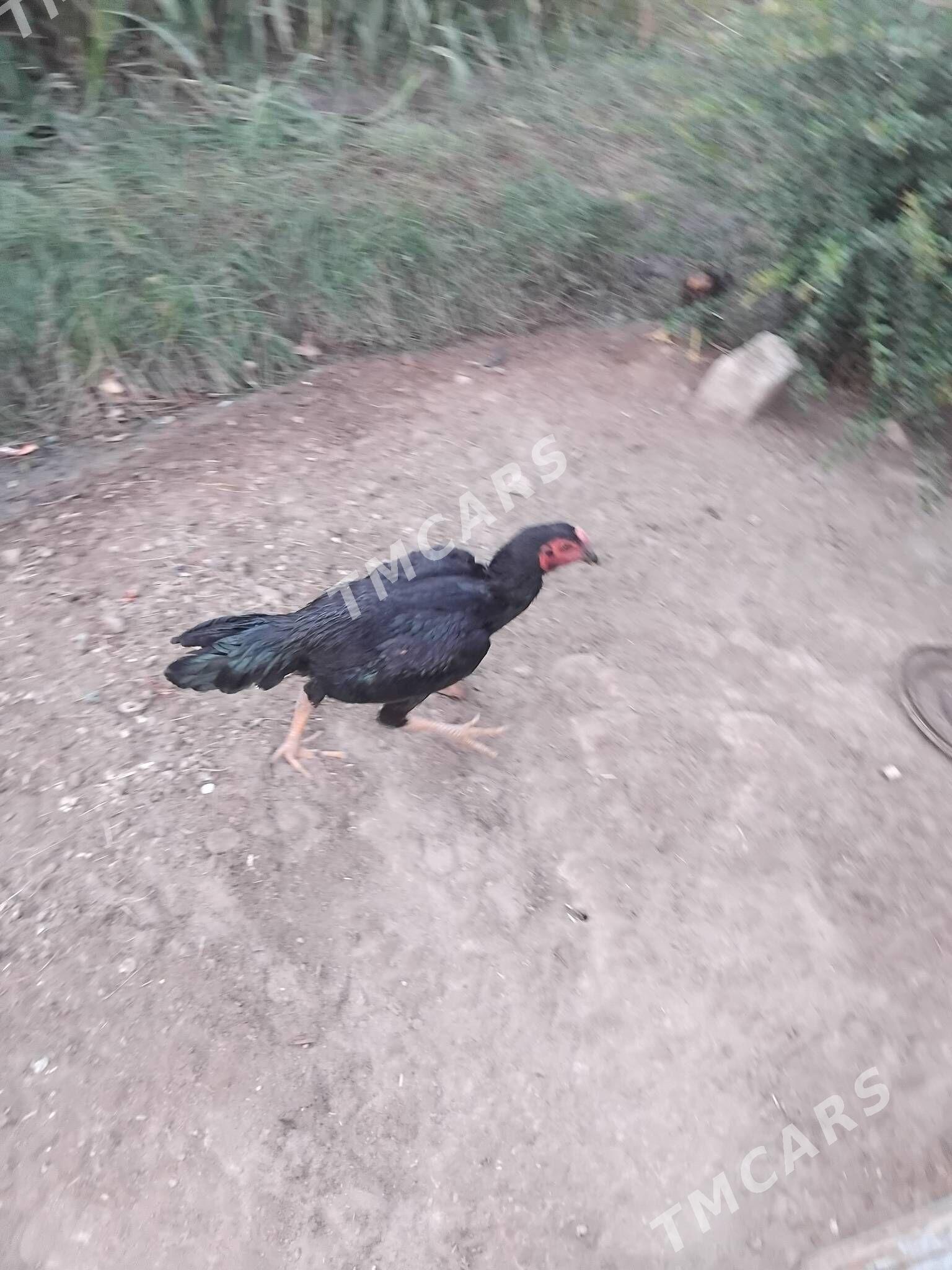 Baysok horaz - Seýdi - img 2
