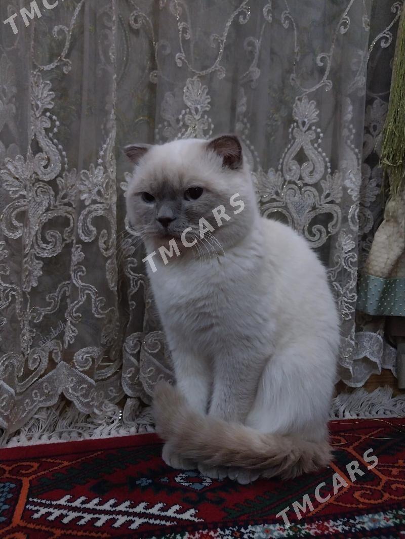 шотландские кот - Aşgabat - img 2