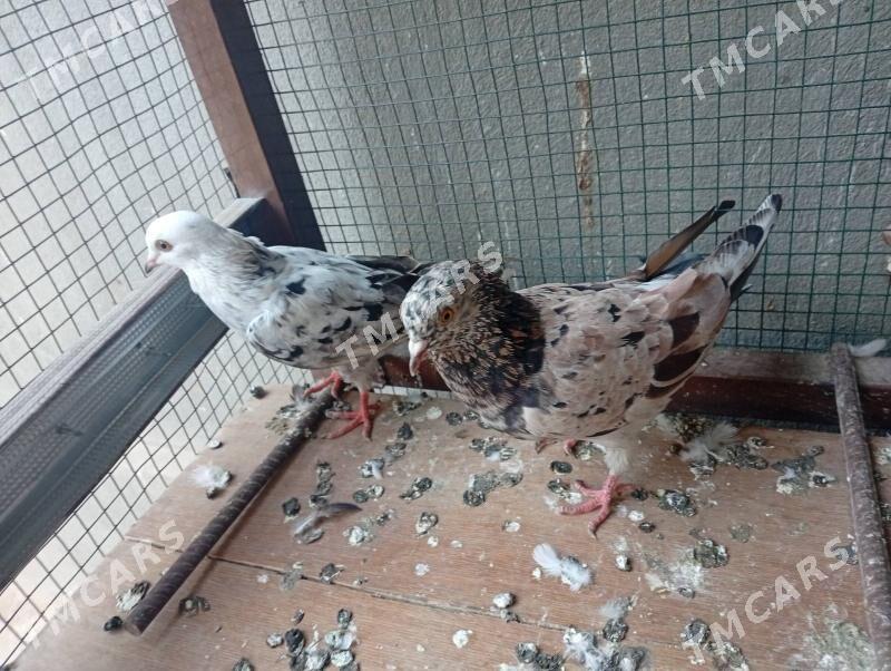 kepder - Daşoguz - img 2