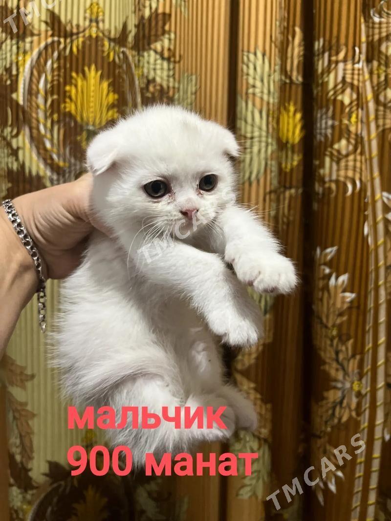 шотландские котята - Мары - img 3