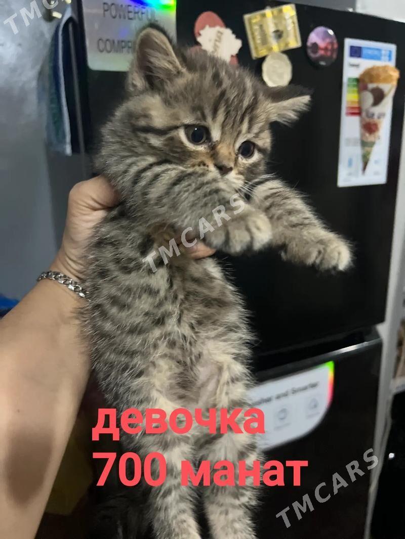 шотландские котята - Мары - img 2