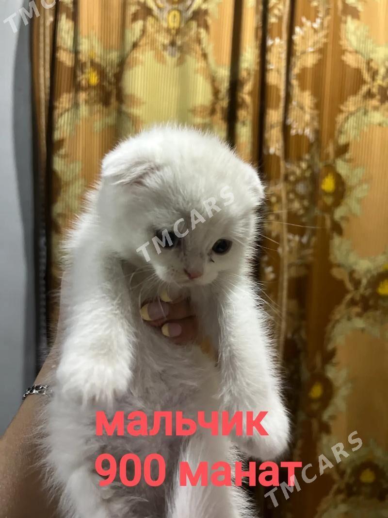 шотландские котята - Мары - img 4