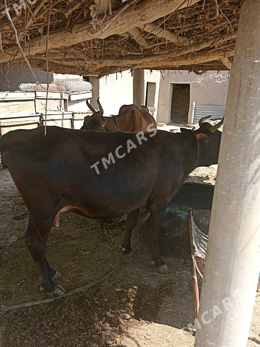 bagoz sygyr - Wekilbazar - img 2