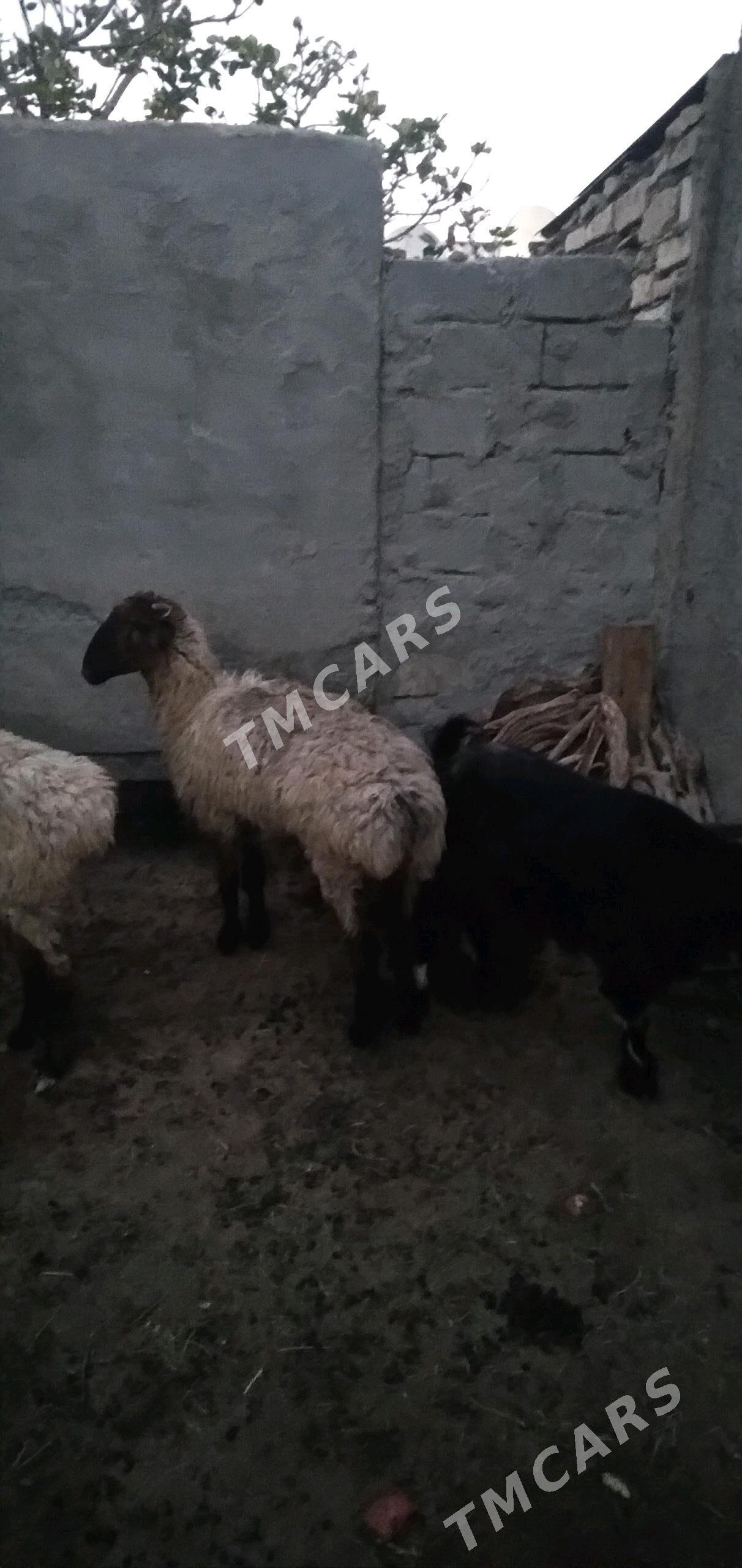 goyun - Türkmenbaşy - img 2