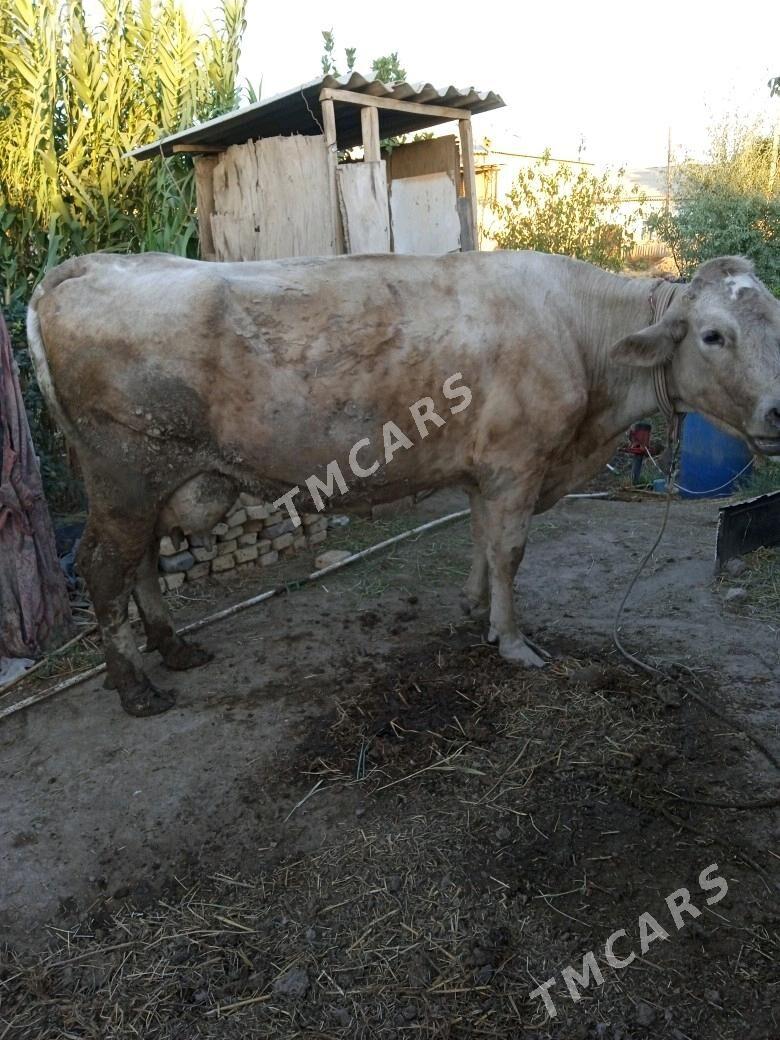 Saglyk sygyr - Дарганата - img 4