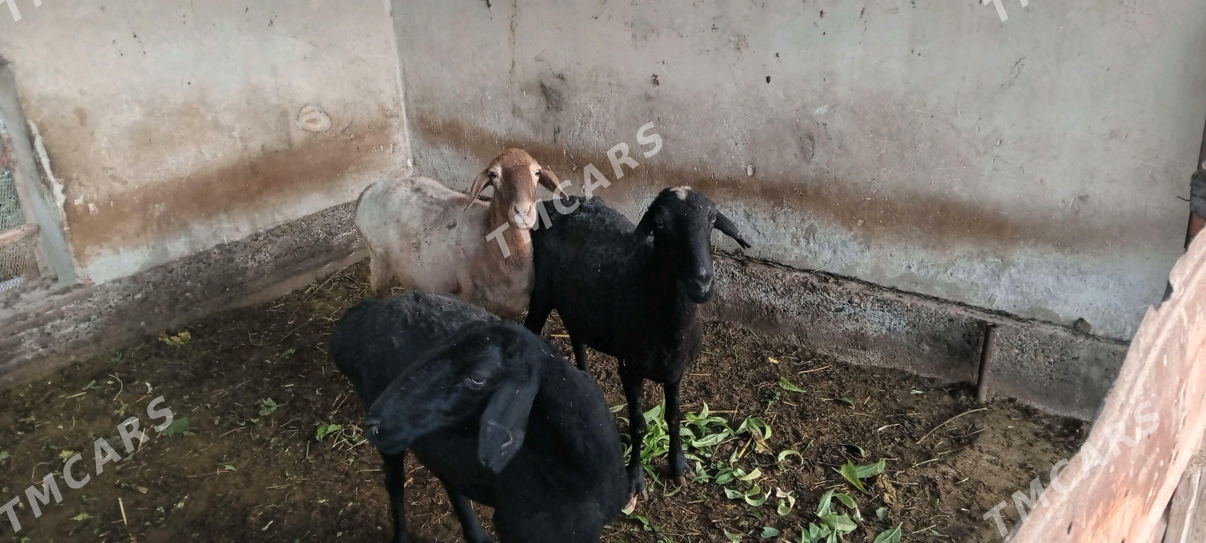 goyunlar - Çärjew - img 2