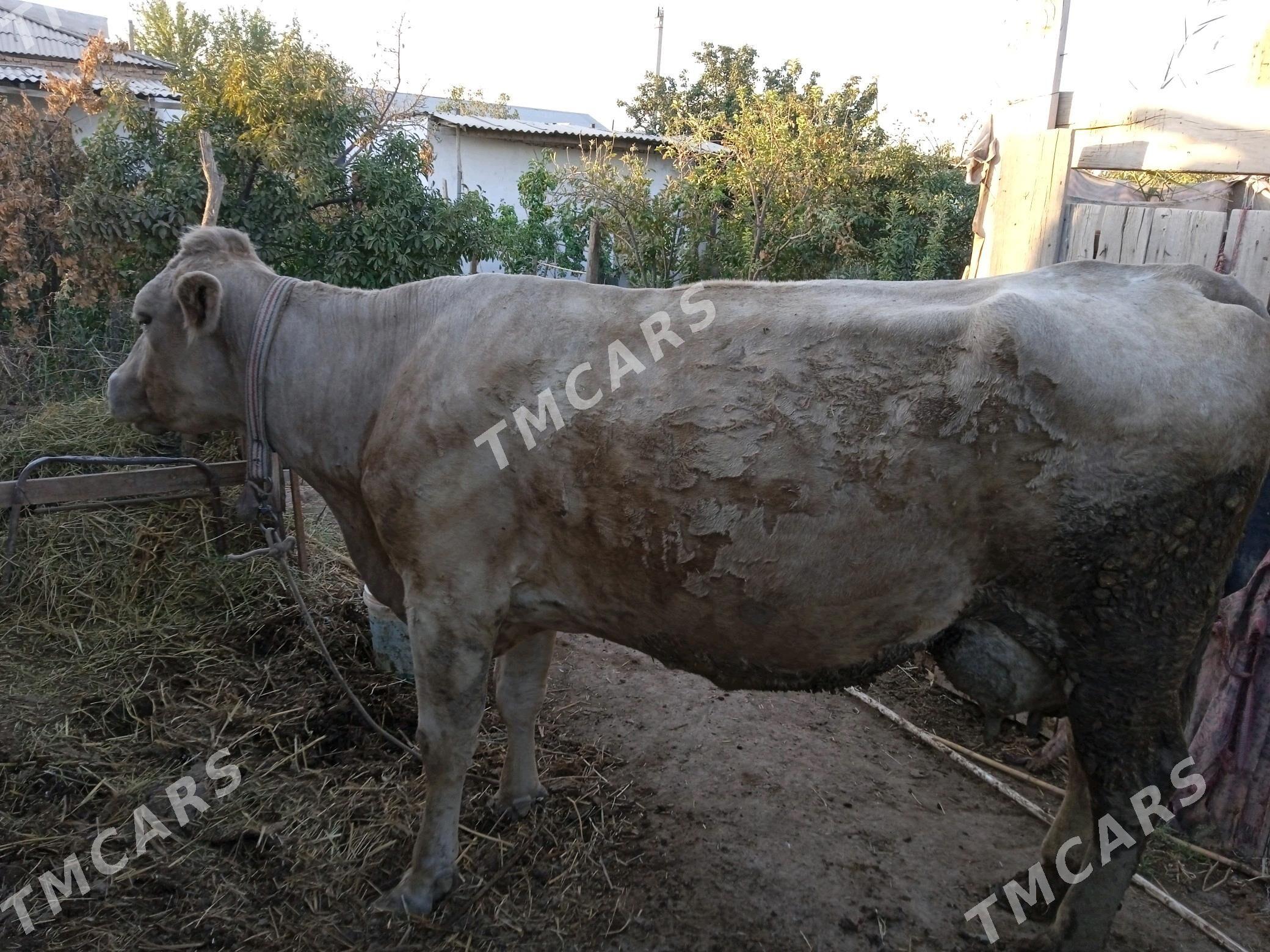 Saglyk sygyr - Дарганата - img 6