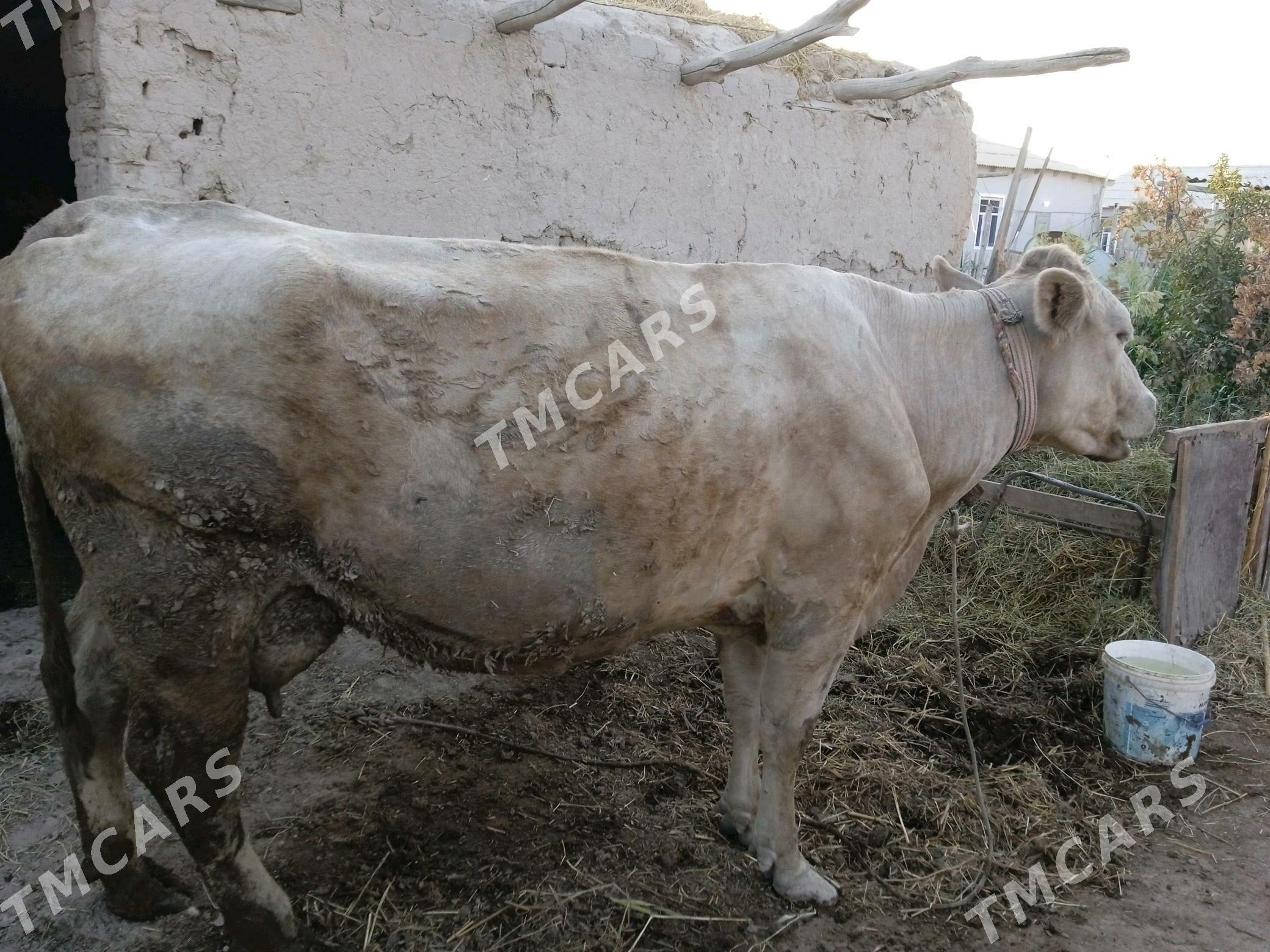 Saglyk sygyr - Дарганата - img 7