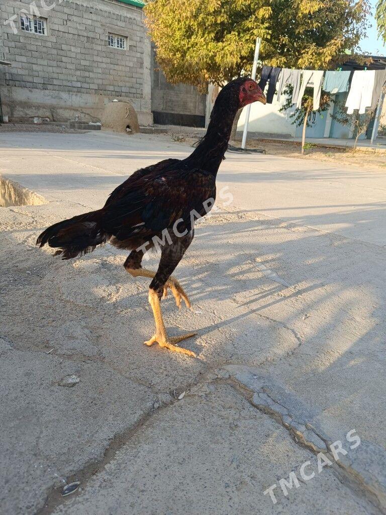Taşkent - Änew - img 3