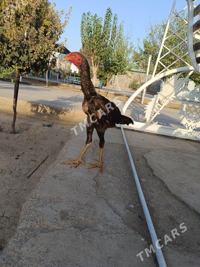 Taşkent - Änew - img 2