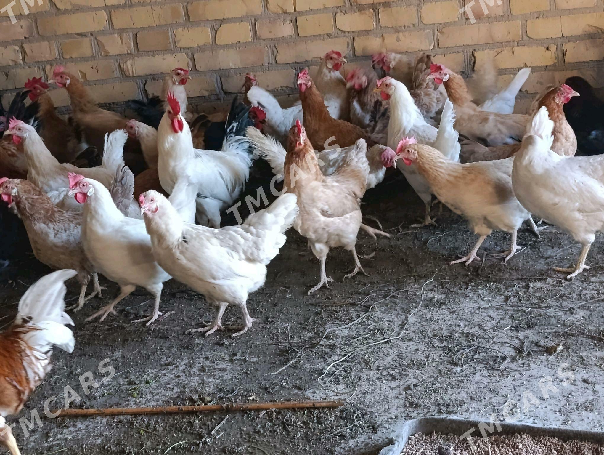Horazlar we towuklar - Sakar - img 2