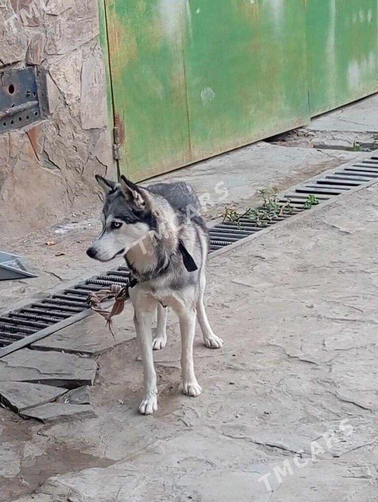 orginal Haski - Sakar - img 6