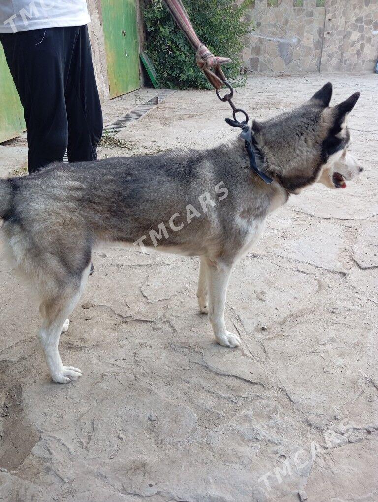 orginal Haski - Sakar - img 2