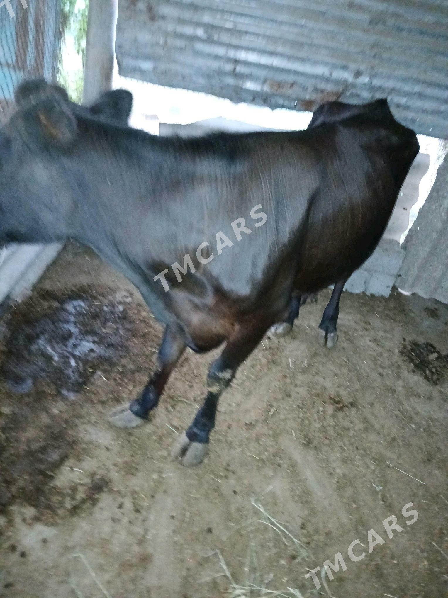 Bogaz sygyr - Гёкдже - img 2