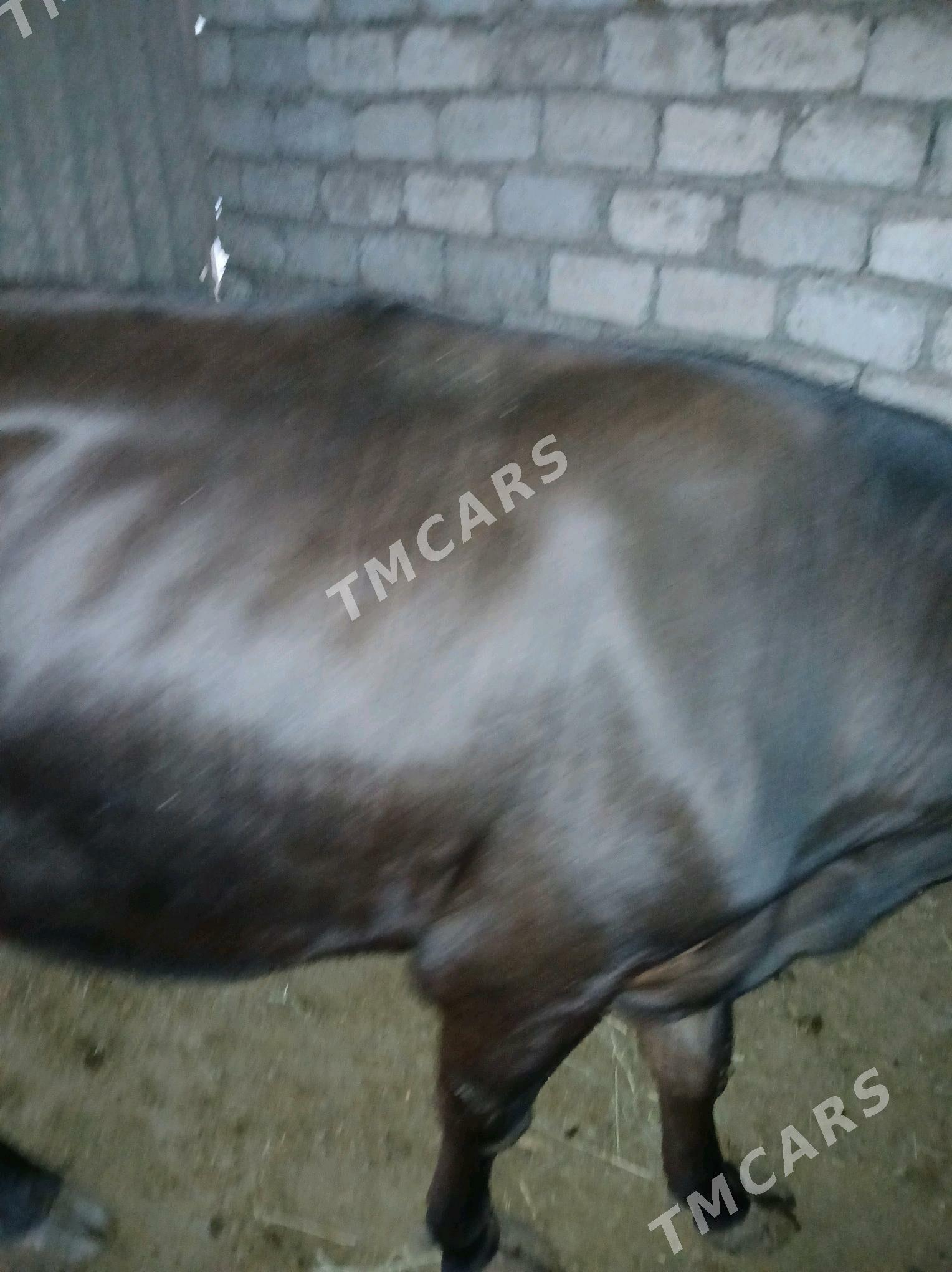 Bogaz sygyr - Гёкдже - img 6