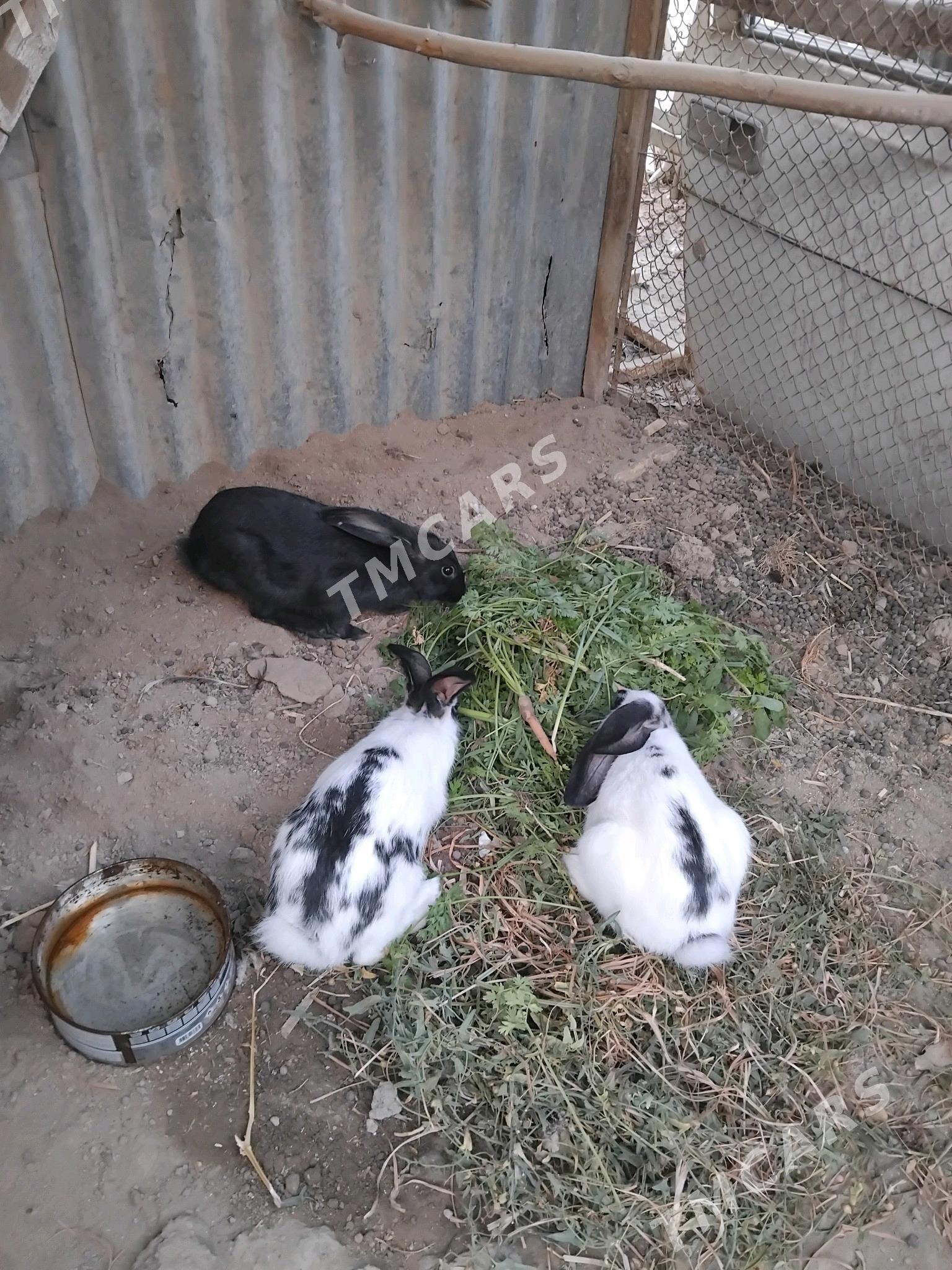 Towşan 3 sany - Туркменабат - img 3