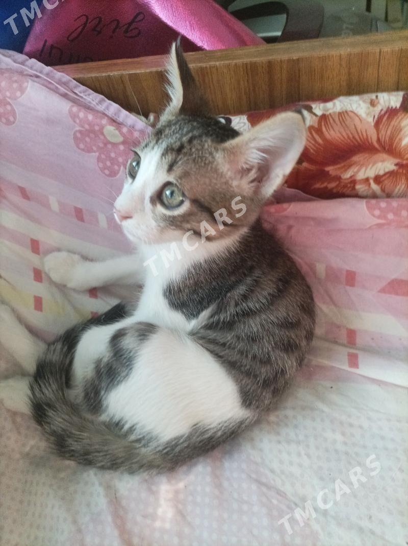 Домашний котенок. - 11 мкр - img 4