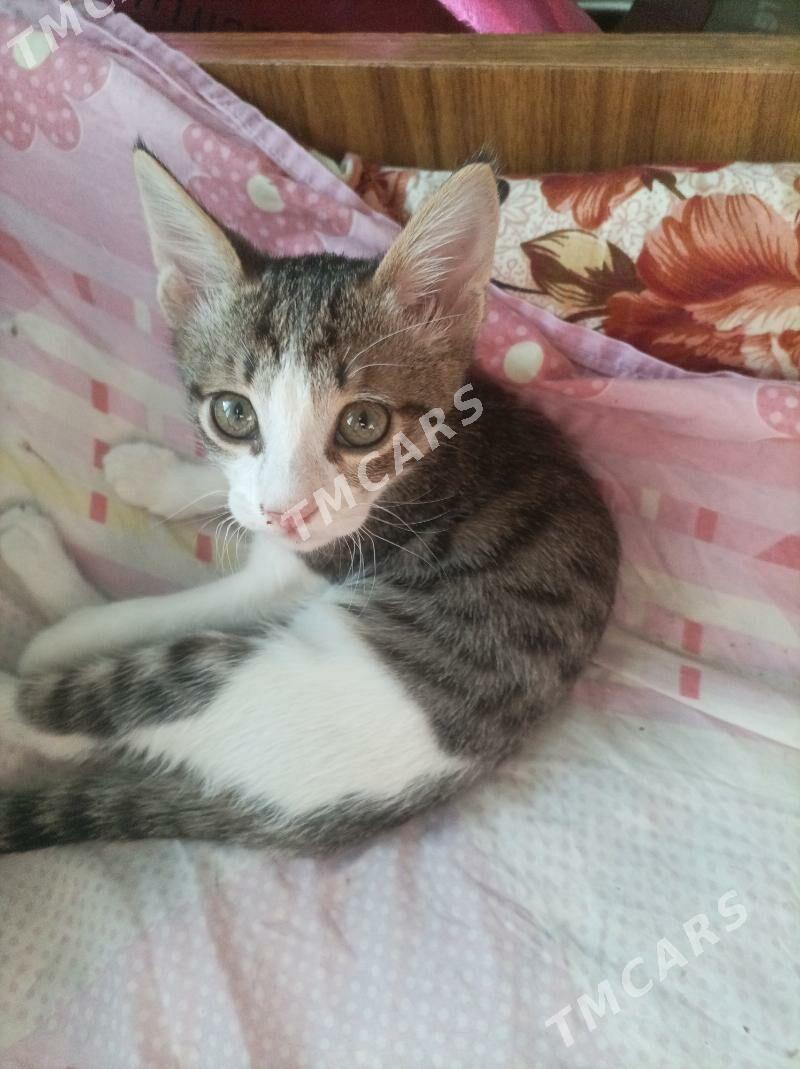 Домашний котенок. - 11 мкр - img 3